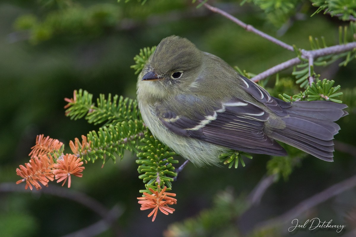 Yellow-bellied Flycatcher - ML579618971