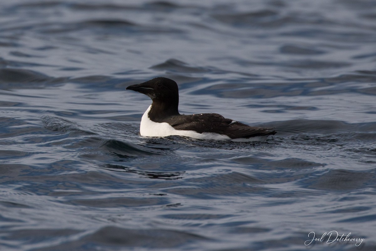 Thick-billed Murre - Detcheverry Joël