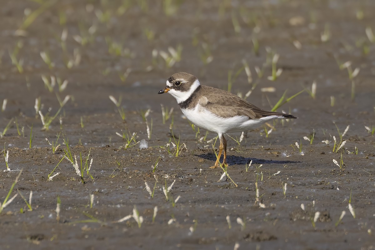 Semipalmated Plover - Ryan Jones