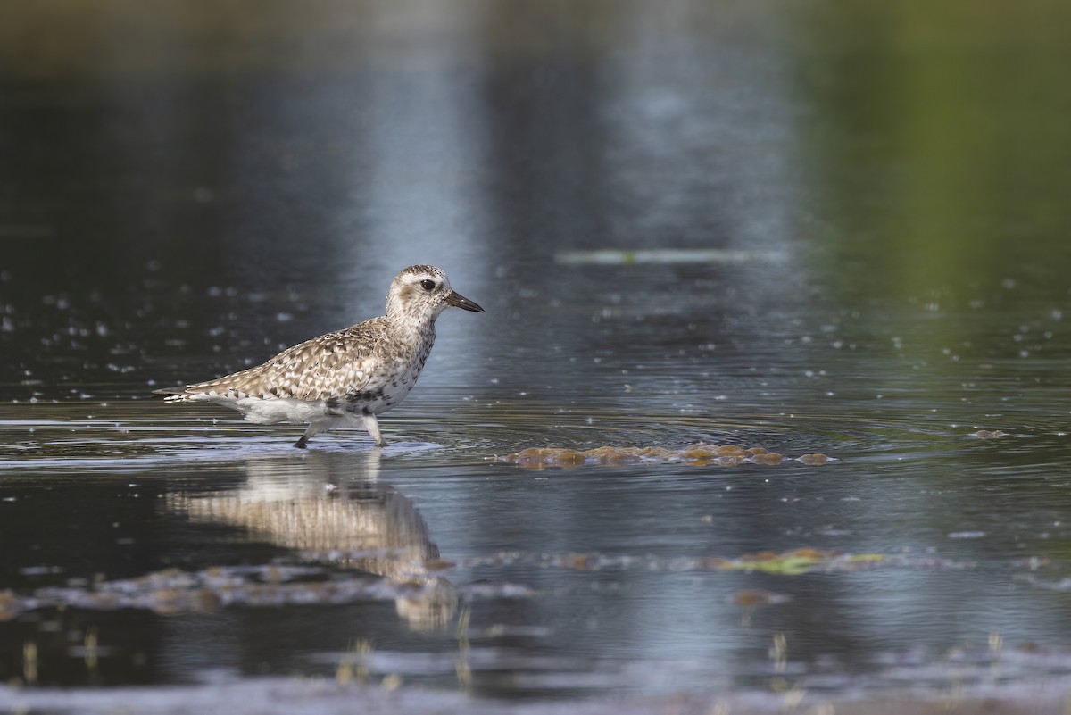 Black-bellied Plover - Ryan Jones