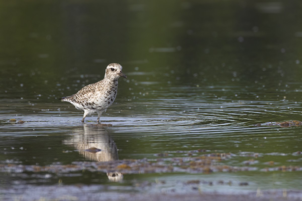 Black-bellied Plover - Ryan Jones