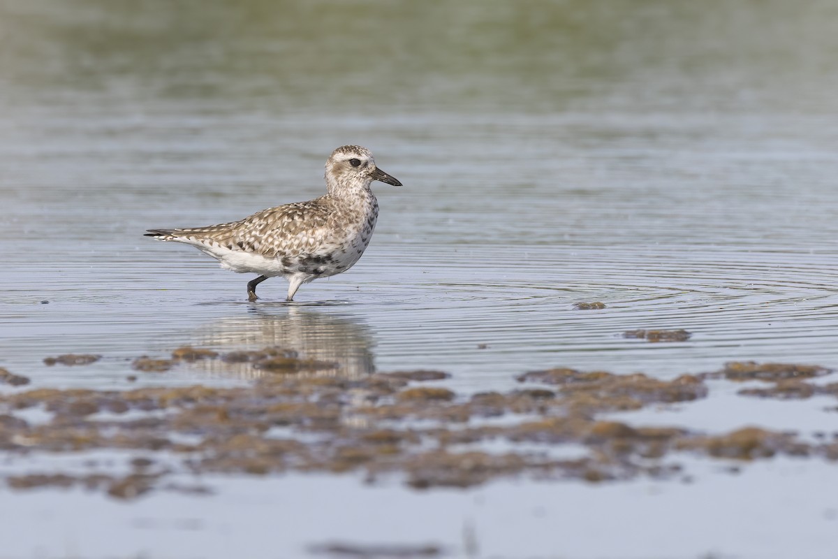 Black-bellied Plover - Ryan Jones