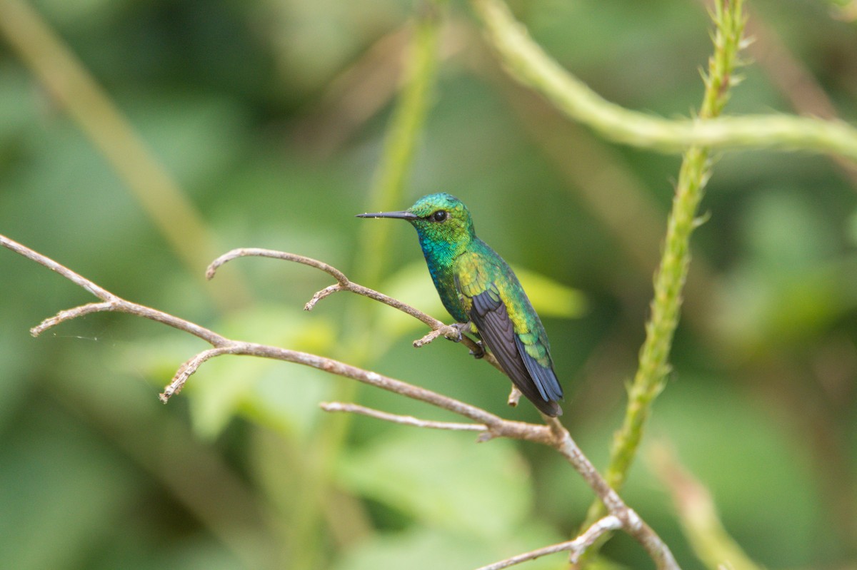 Blue-tailed Emerald - ML579619751
