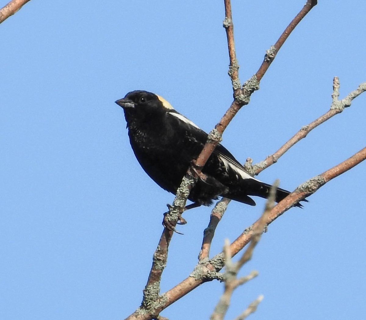 bobolink - ML579620221