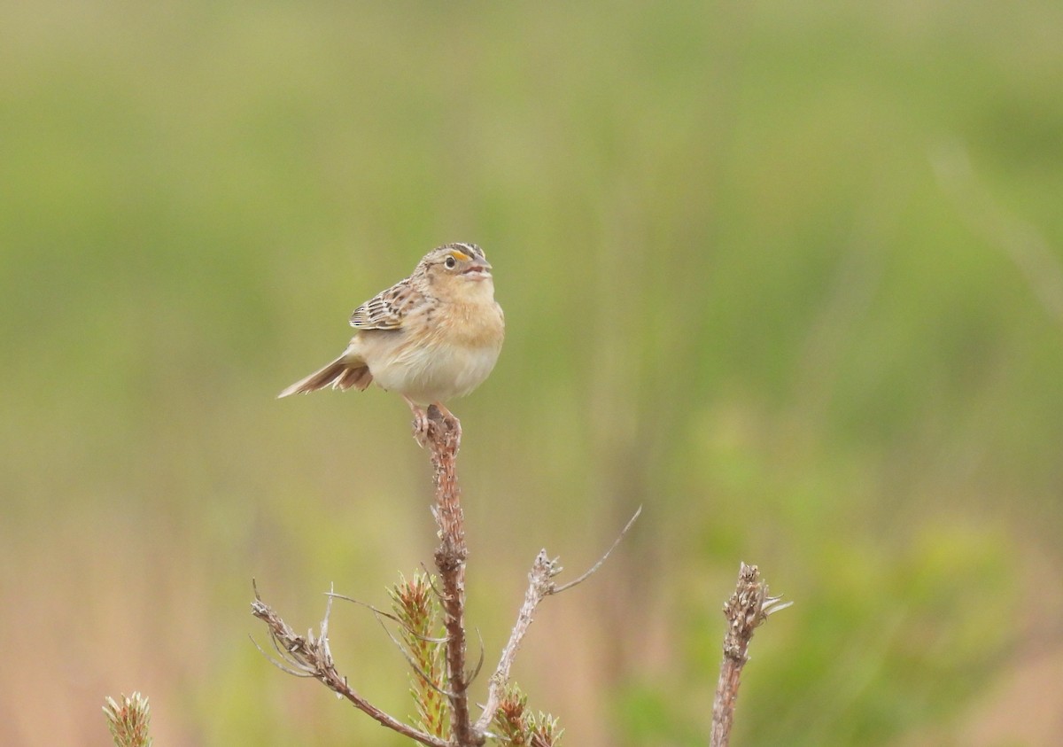 Grasshopper Sparrow - ML579620631