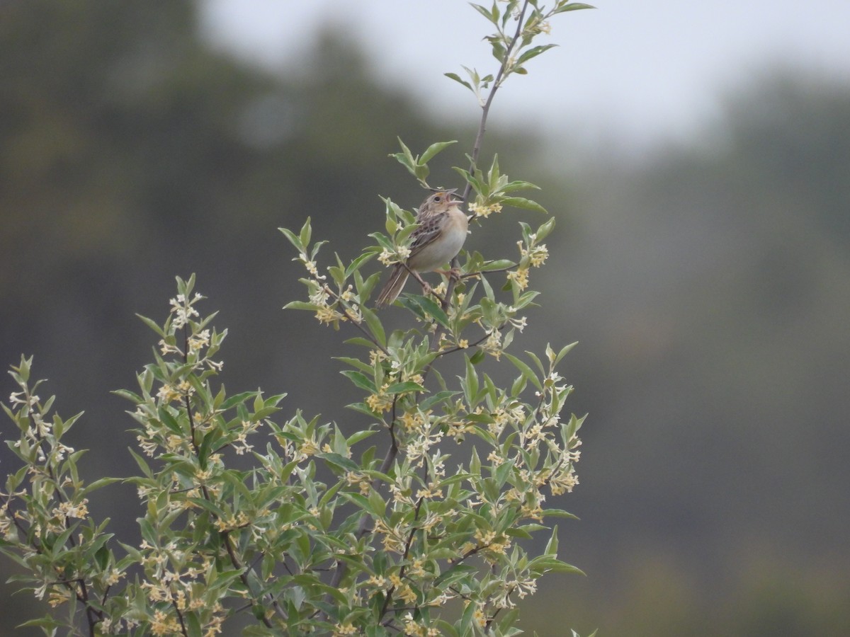 Grasshopper Sparrow - ML579620651
