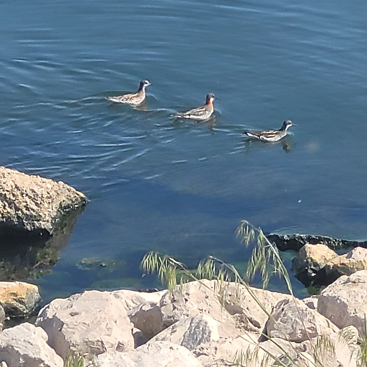 Red-necked Phalarope - ML579621211