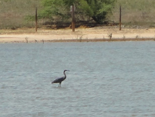 Reddish Egret - ML579621511