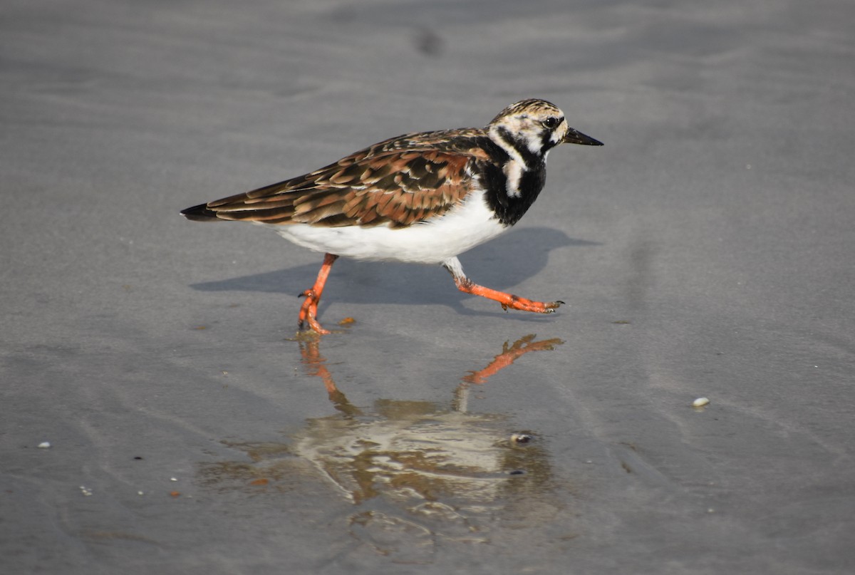 Ruddy Turnstone - ML579622641