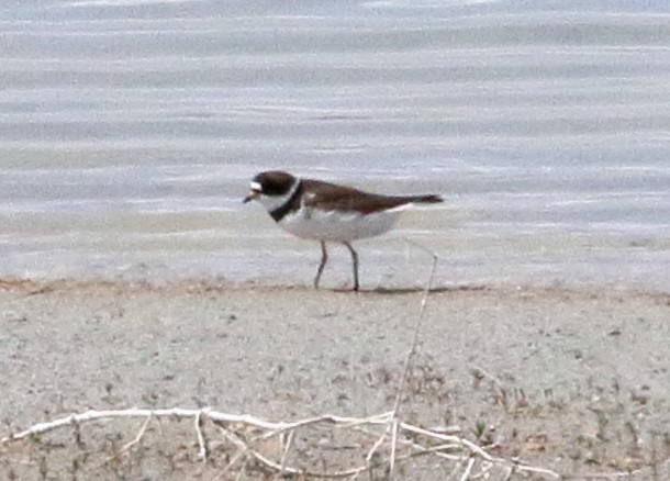 Semipalmated Plover - ML579622691