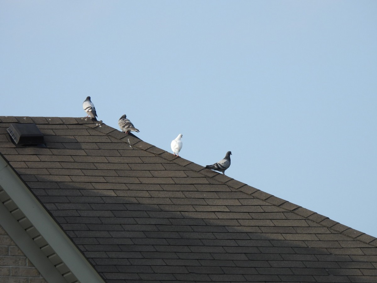 Rock Pigeon (Feral Pigeon) - ML579622721