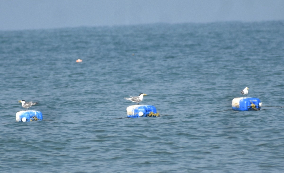 Great Crested Tern - ML579623061