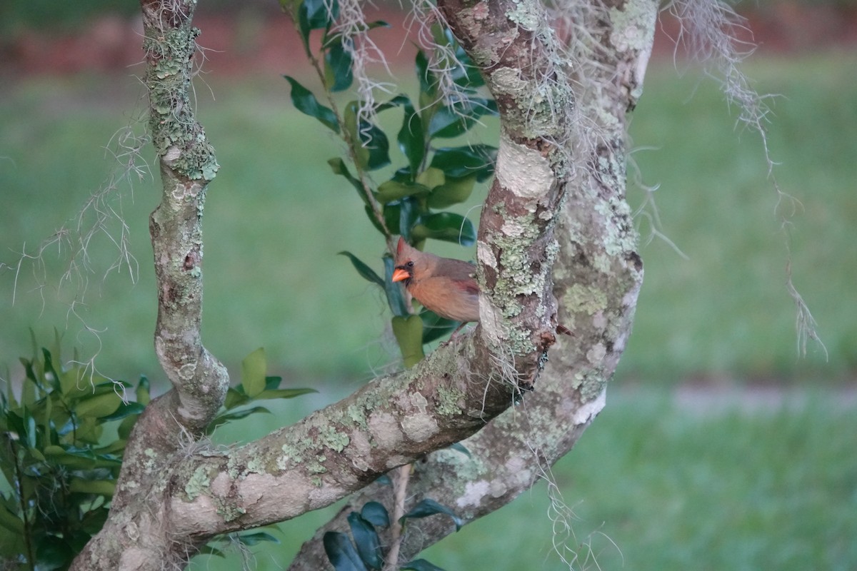 Northern Cardinal - ML579623691