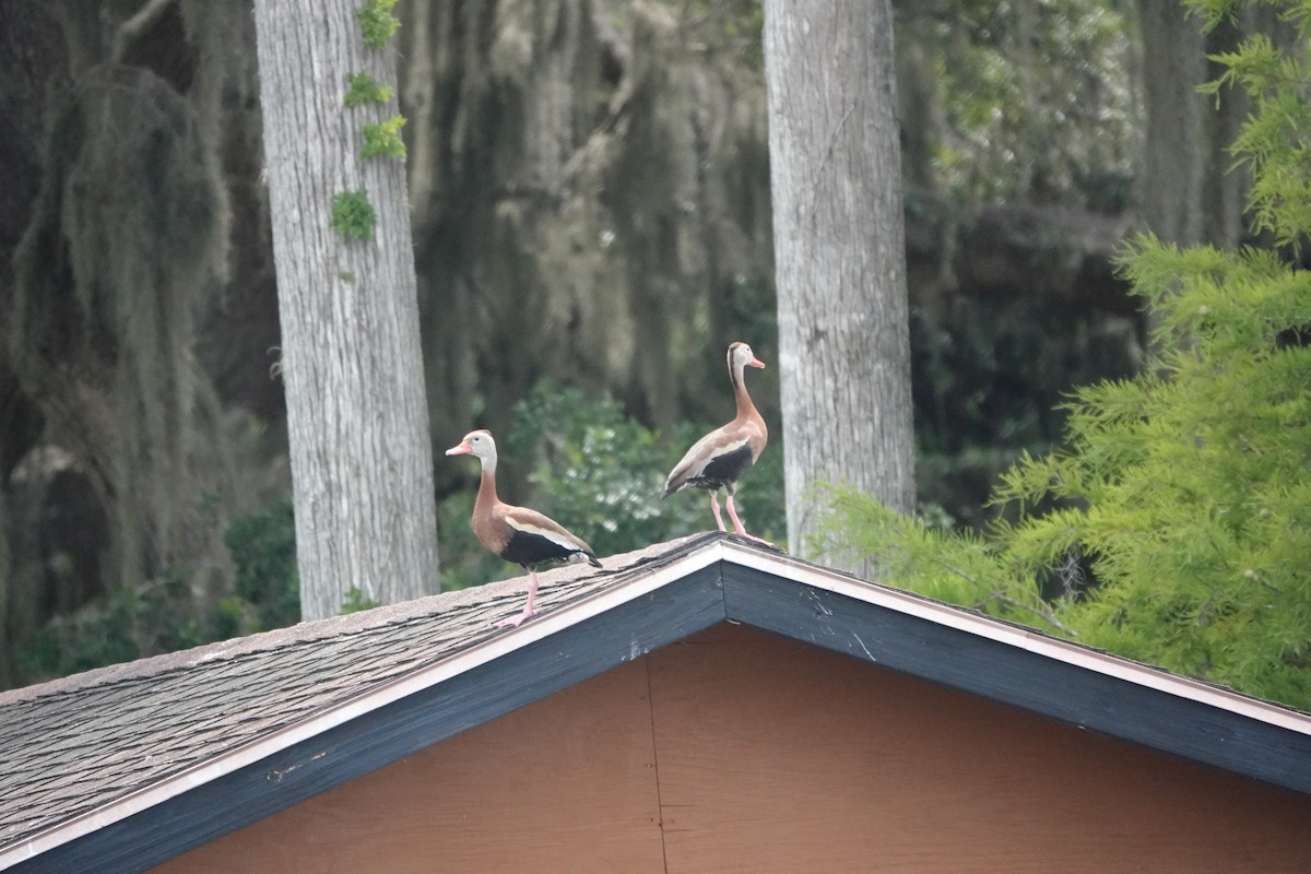 Black-bellied Whistling-Duck - ML579624211