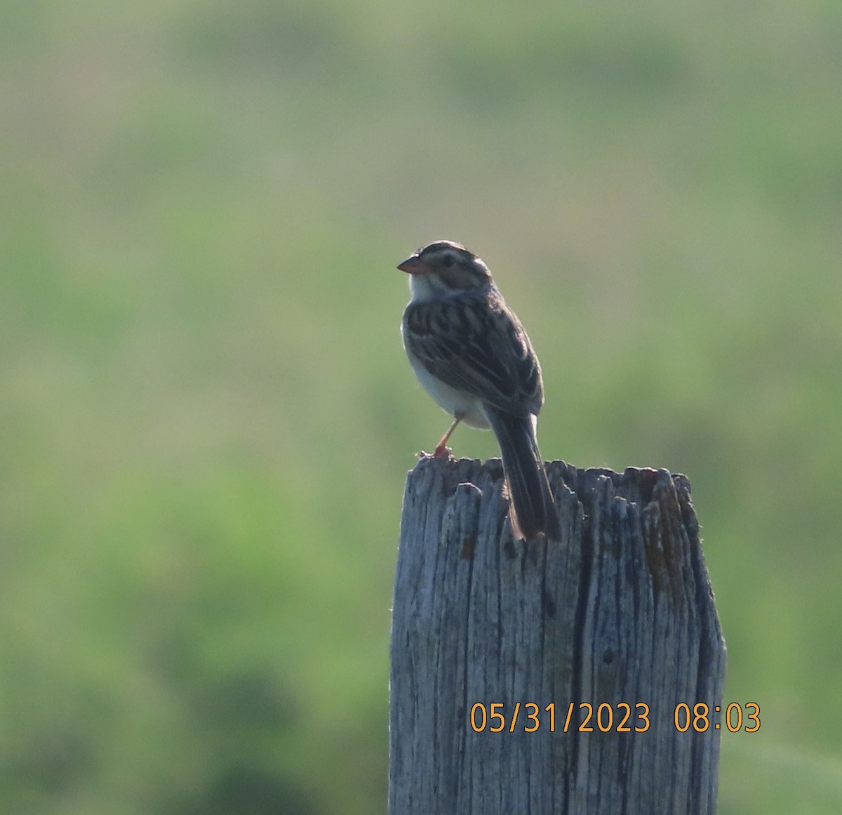 Clay-colored Sparrow - ML579624231