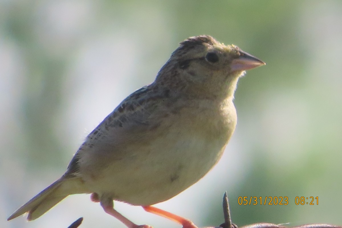 Grasshopper Sparrow - ML579624291