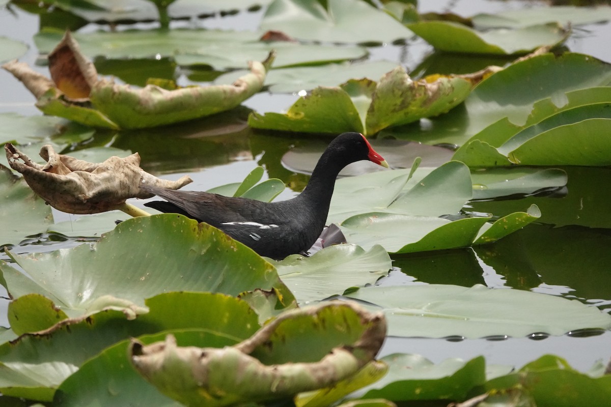 Common Gallinule - ML579624331