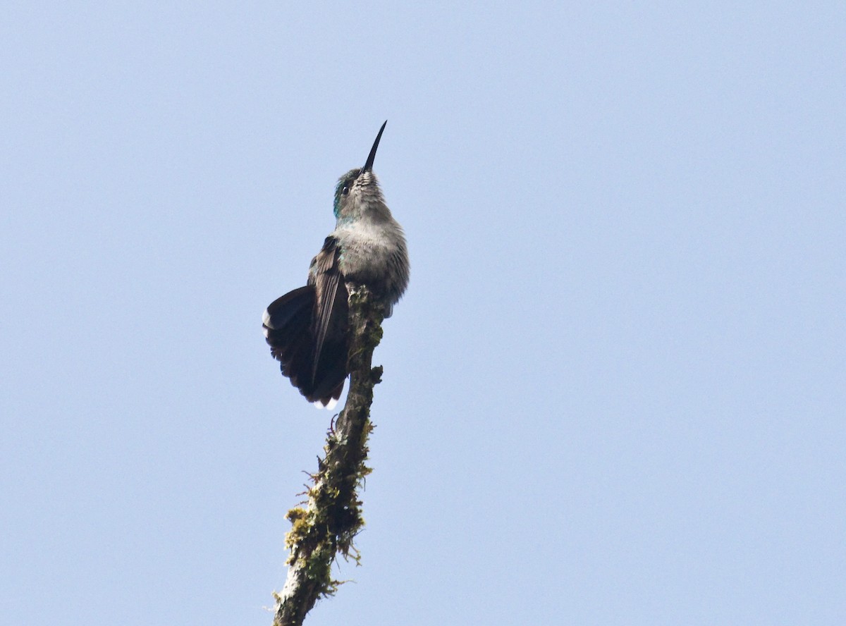kolibřík bělořitý (ssp. intermedia) - ML579624751