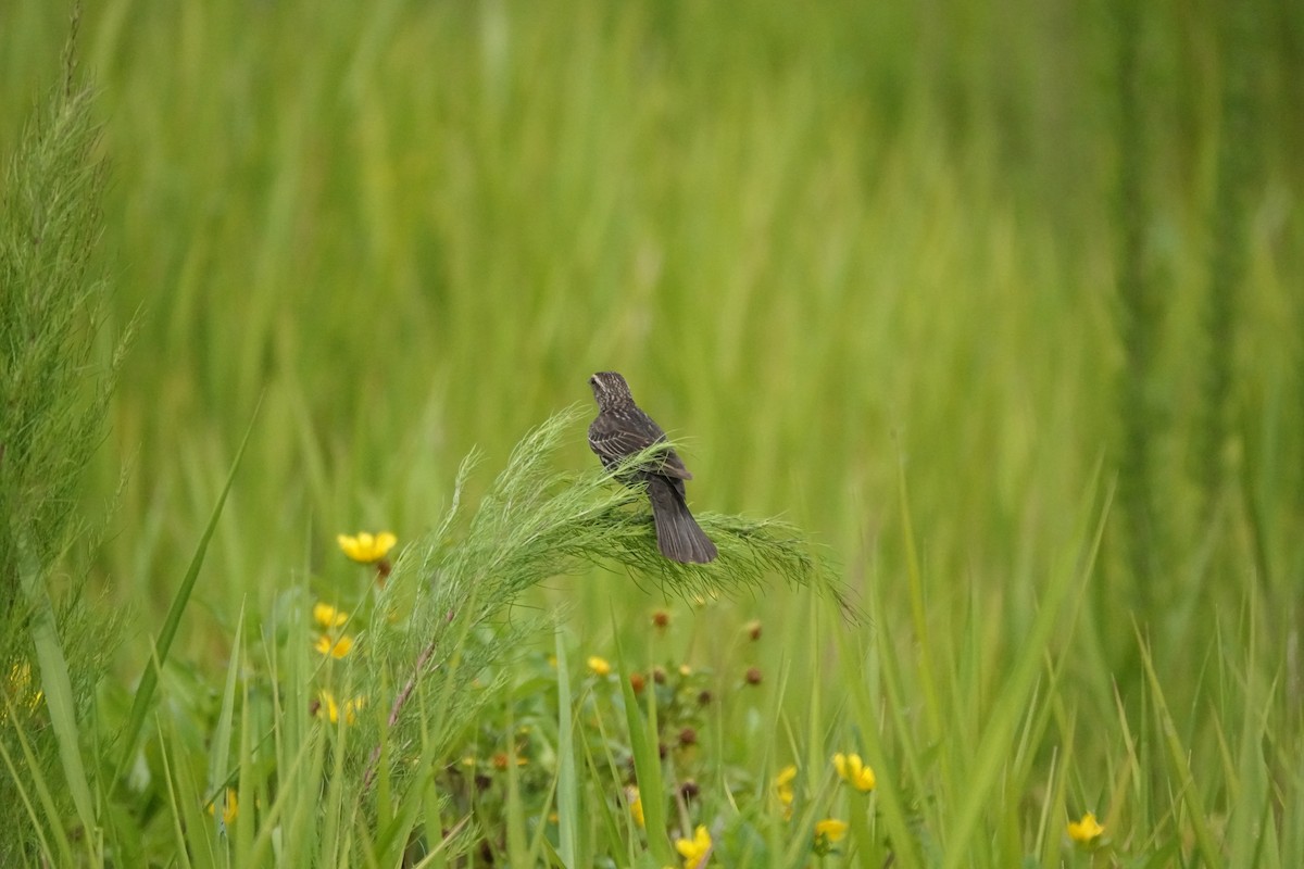 Red-winged Blackbird - ML579625141