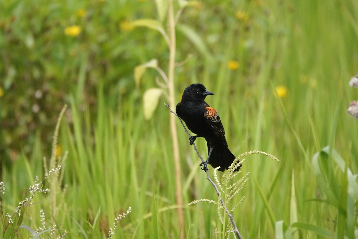 Red-winged Blackbird - ML579625151