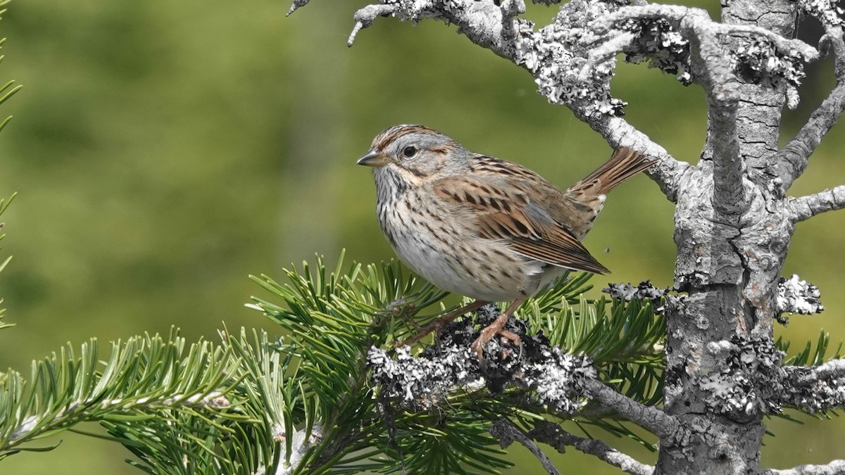 Lincoln's Sparrow - ML579625901