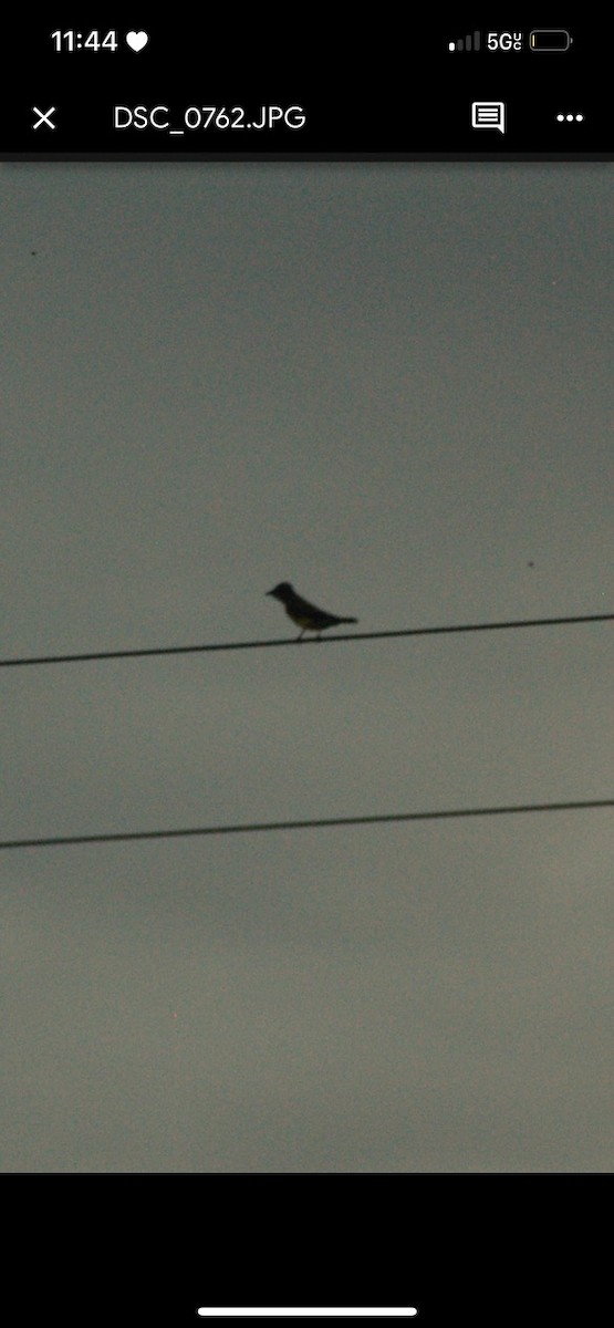 Western Kingbird - ML579625971