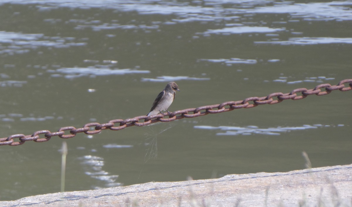 Northern Rough-winged Swallow - ML579625991