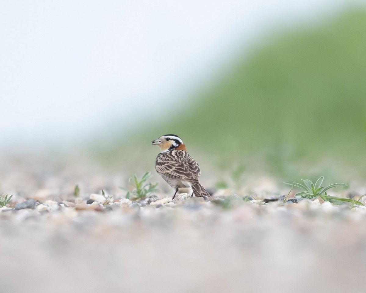 Chestnut-collared Longspur - ML579627681