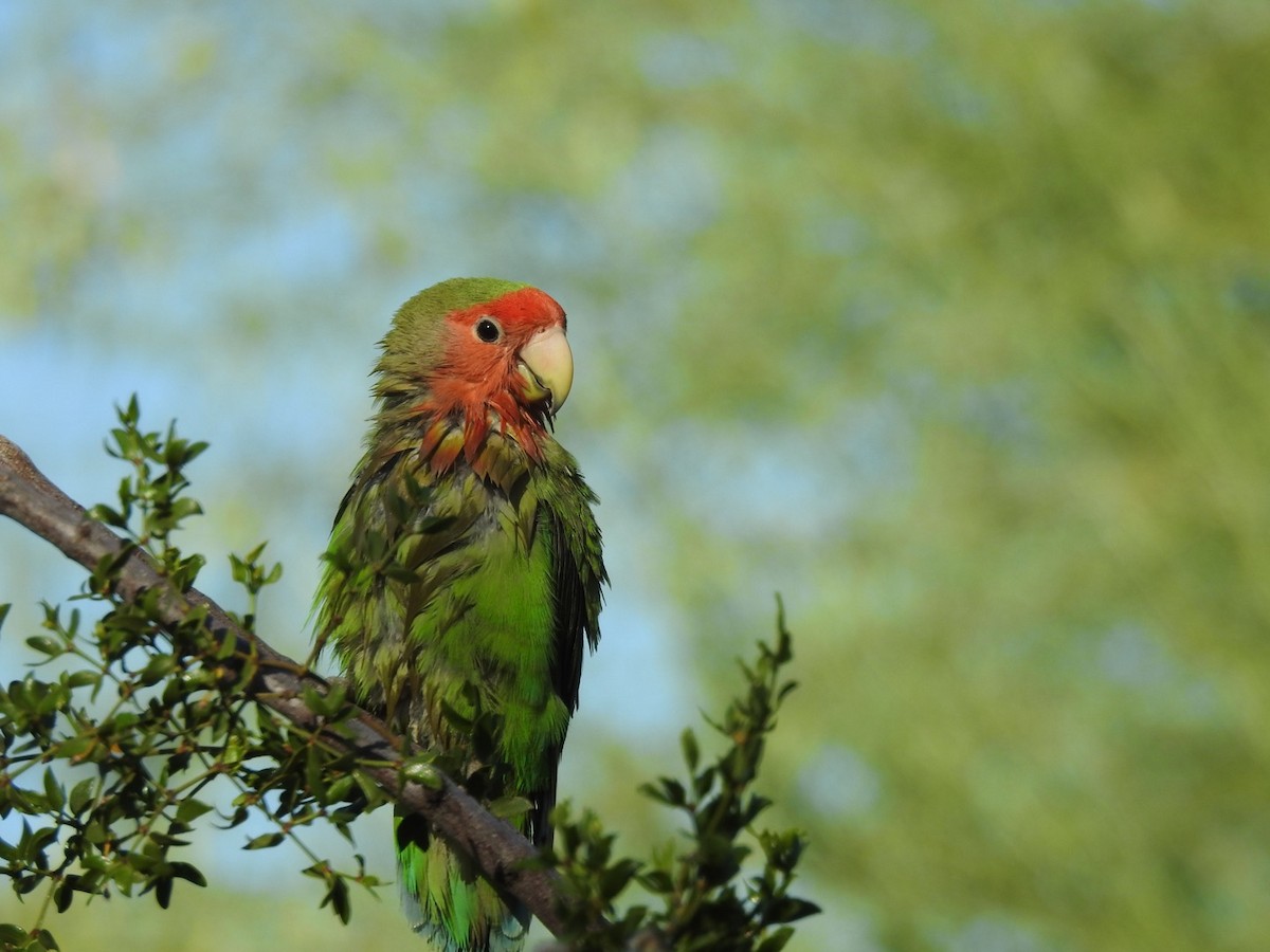 Rosy-faced Lovebird - ML579628181