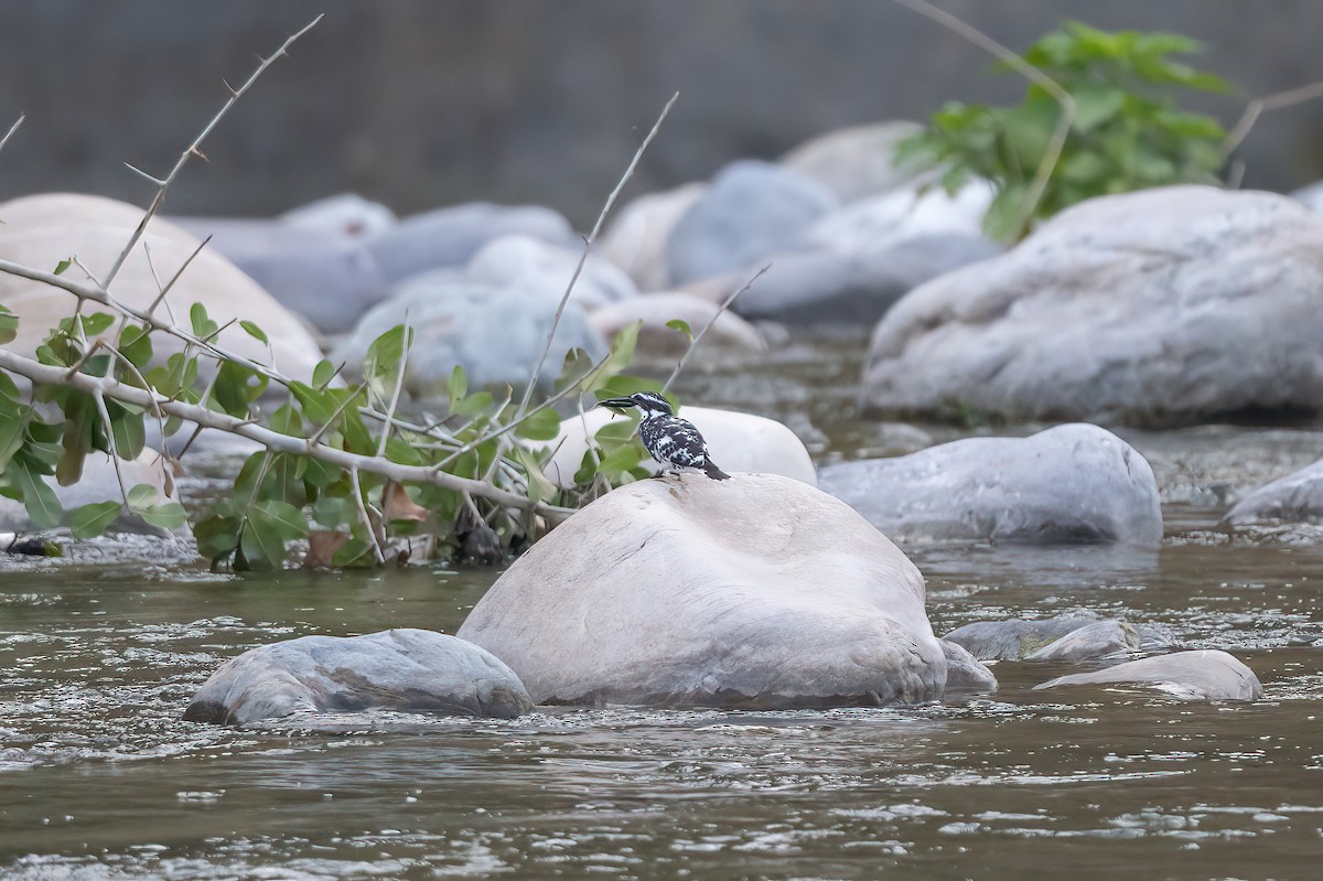 Pied Kingfisher - ML579628571