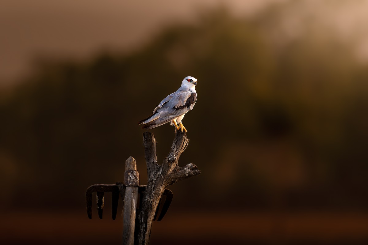 Black-winged Kite - ML579628621