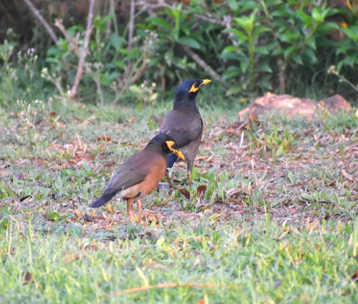 Common Myna - ML579628811