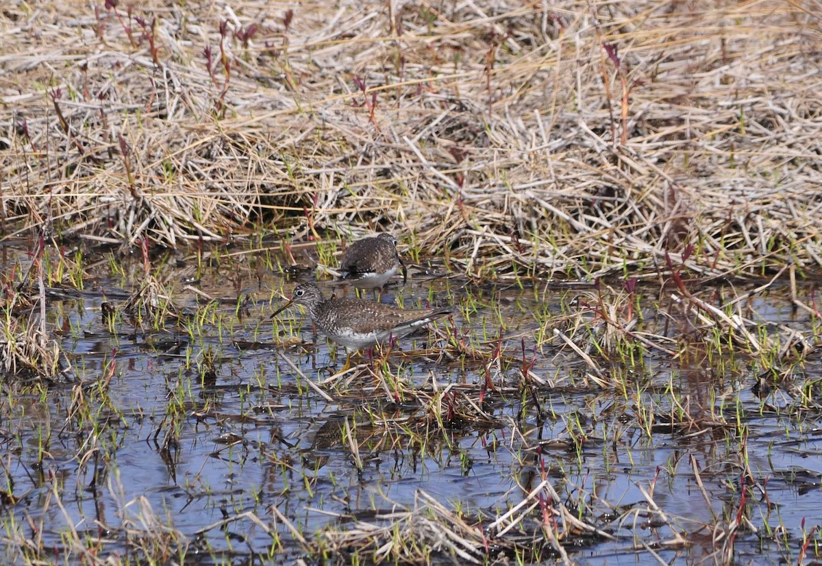 Solitary Sandpiper - ML57962971