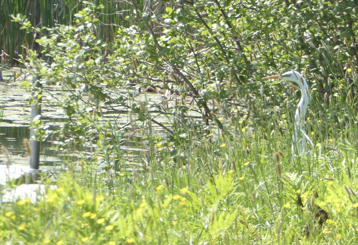 Great Egret - ML579629871