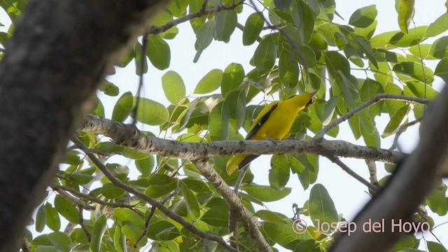 African Golden Oriole - ML579629931