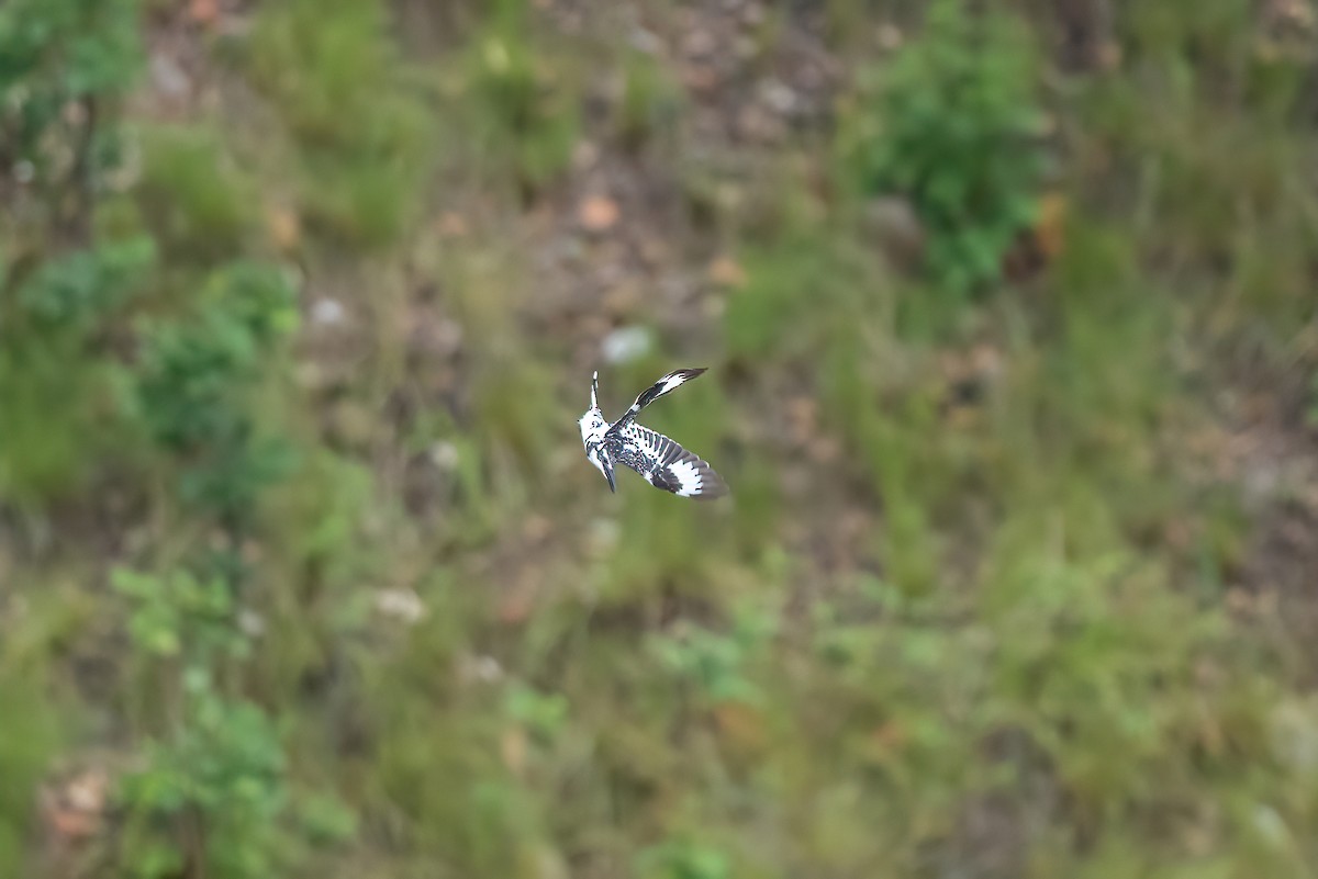 Pied Kingfisher - ML579631361