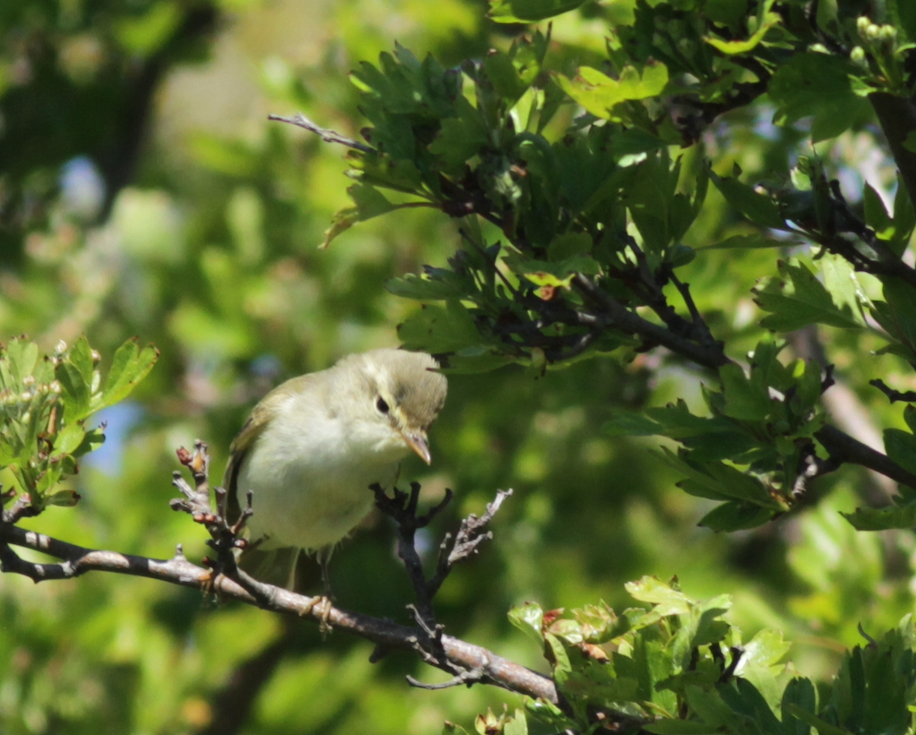 Greenish Warbler - ML579631491