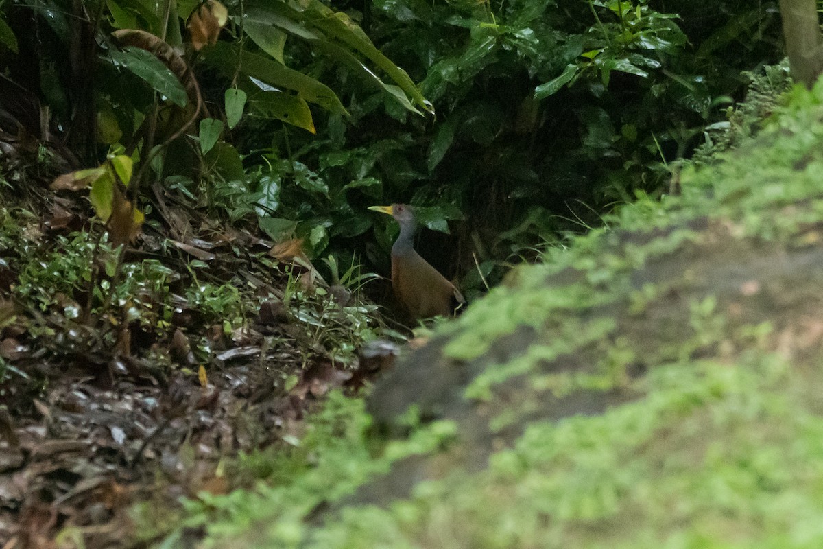 Gray-cowled Wood-Rail - ML579631911