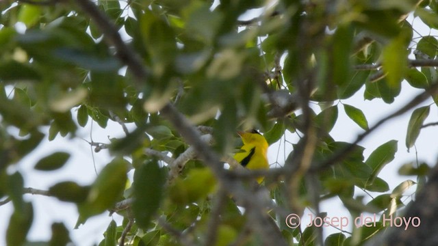 African Golden Oriole - ML579632051