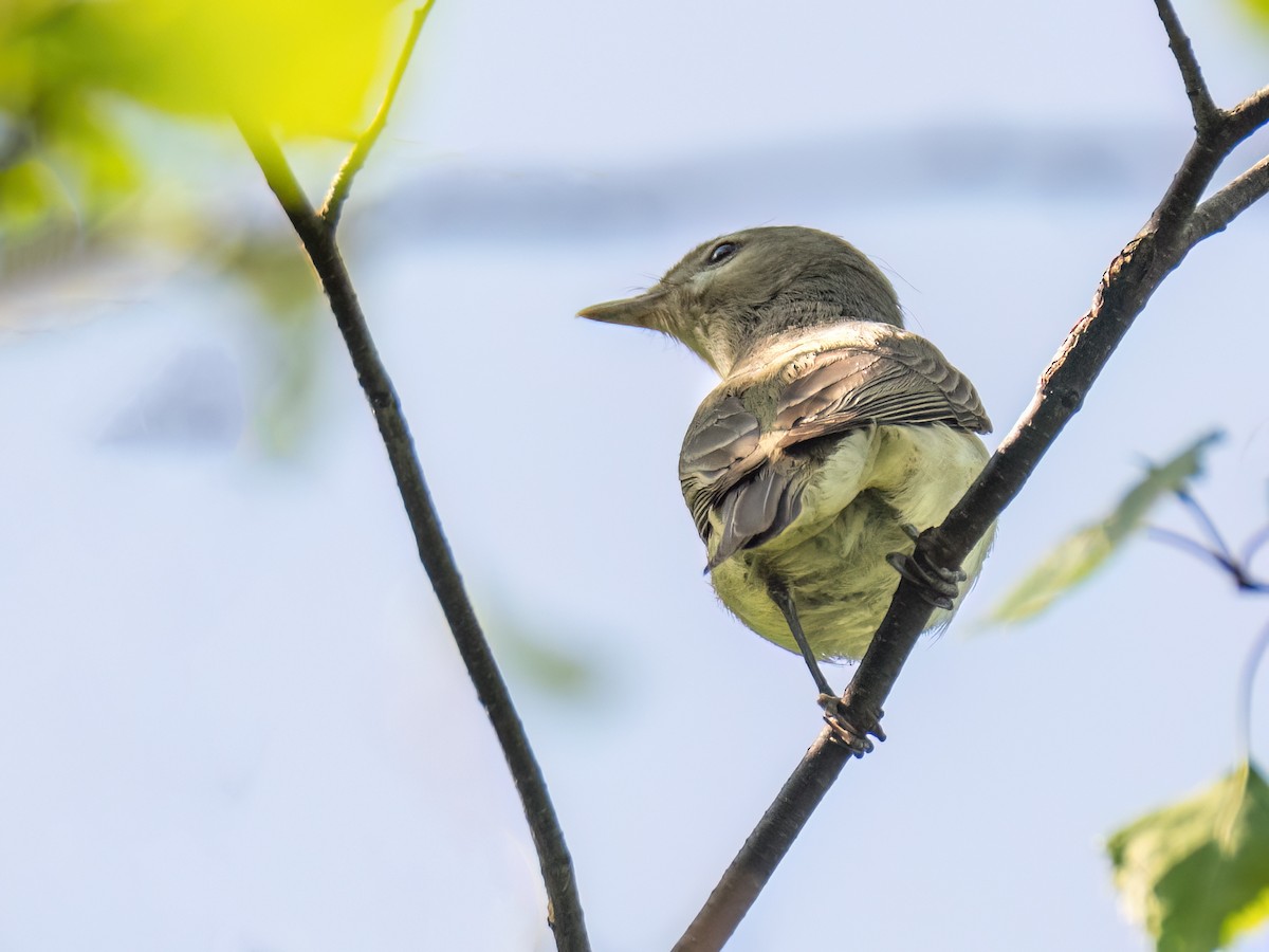 Warbling Vireo - ML579632921