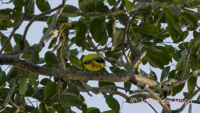 African Golden Oriole - ML579633431