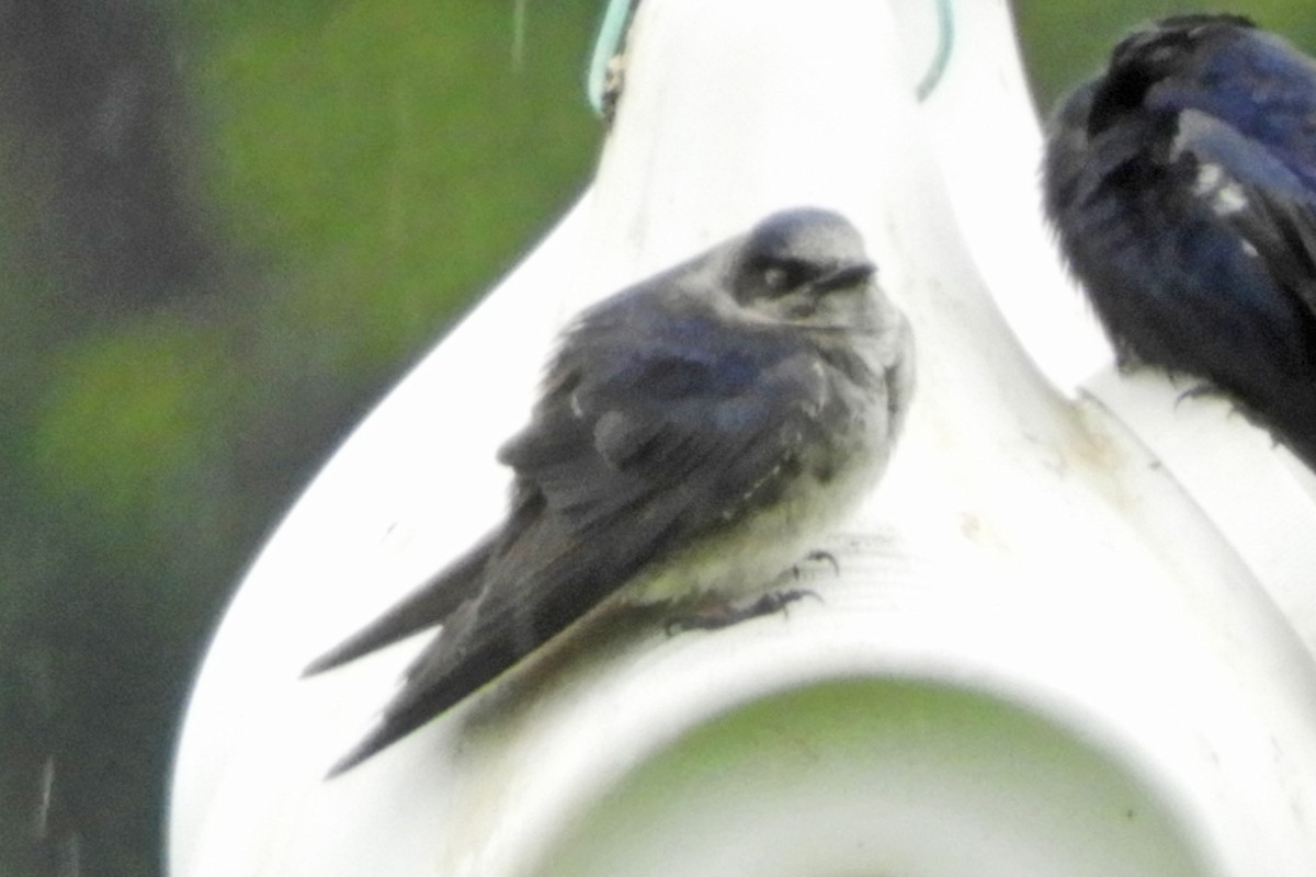 Purple Martin - Georgia Gerrior