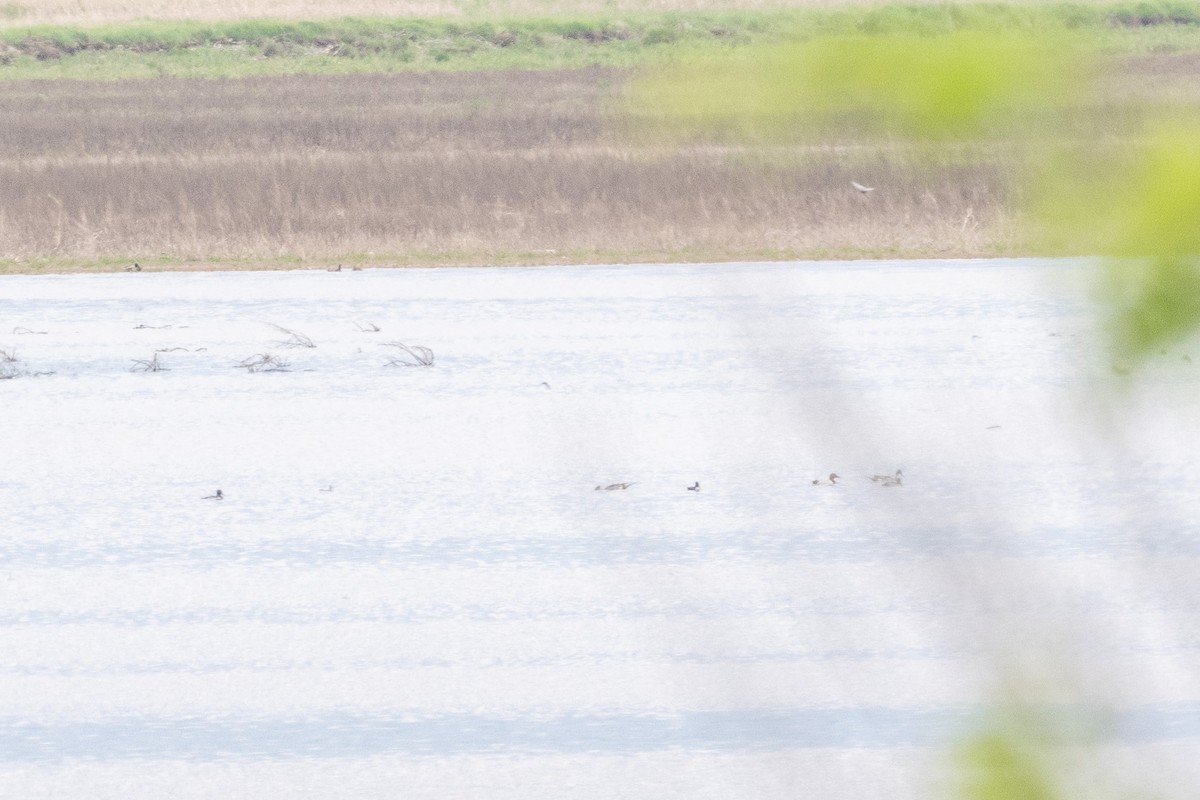 Ring-necked Duck - ML579633751