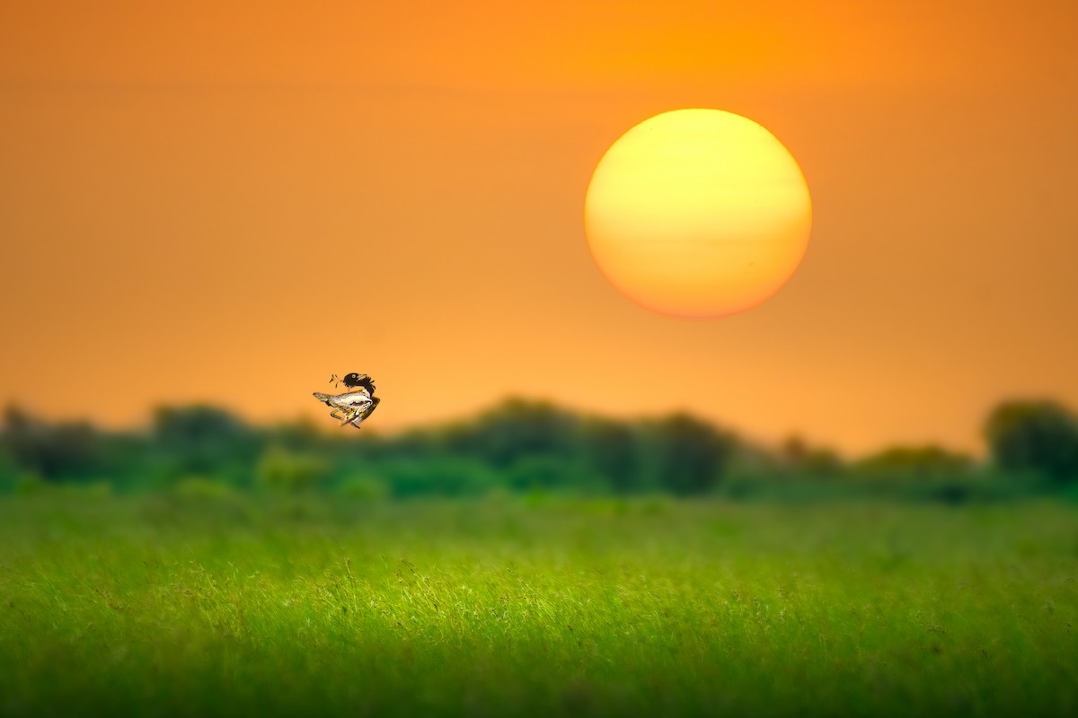 Lesser Florican - Parth Kansara