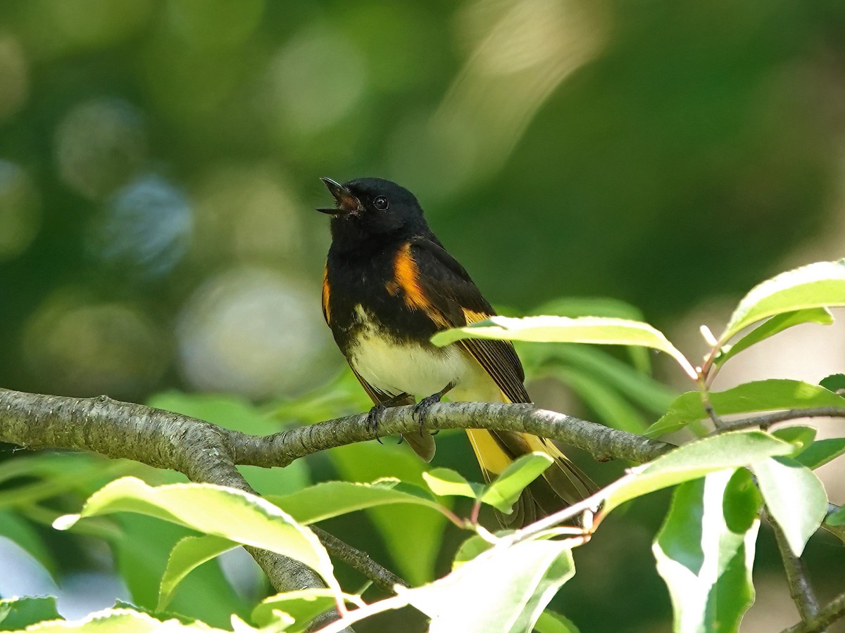 American Redstart - Troy Gorodess