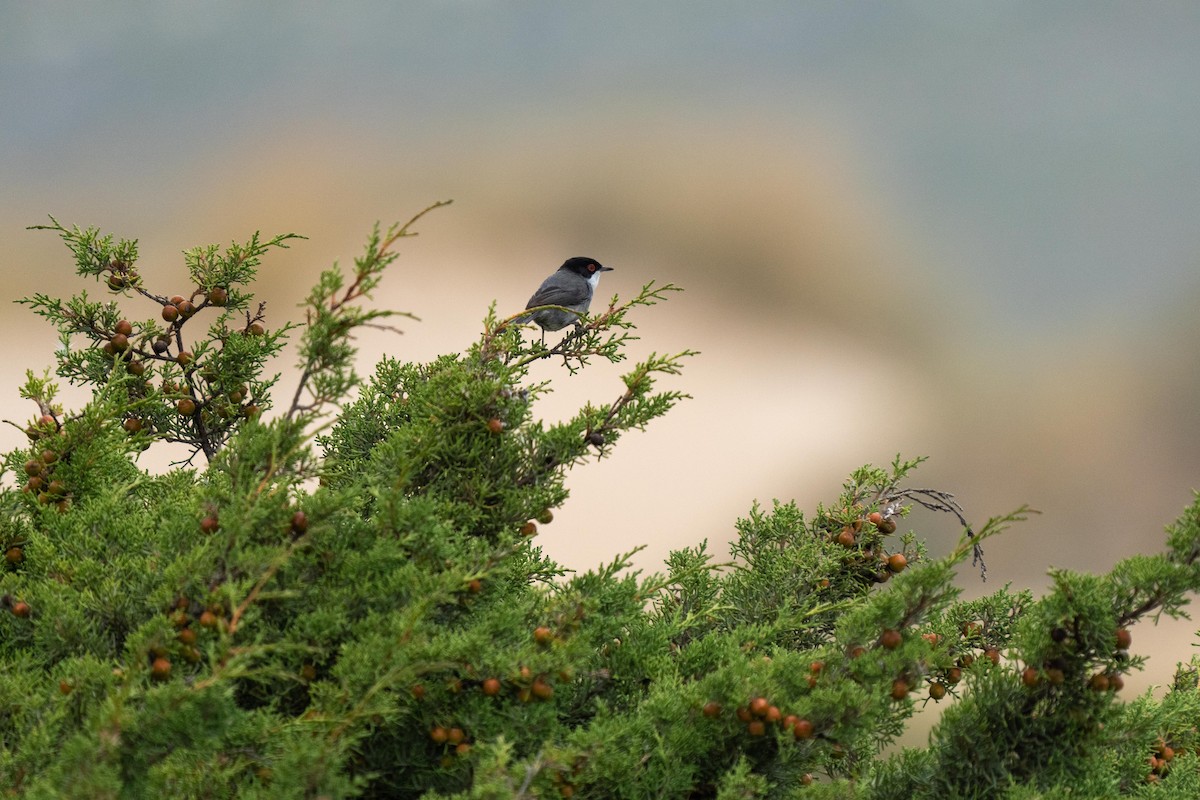 Sardinian Warbler - Holger Schneider