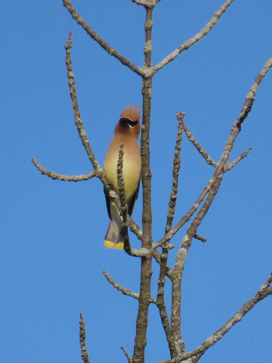 Cedar Waxwing - ML579635521