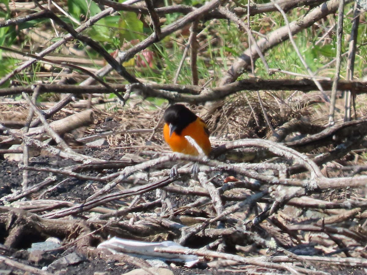 Baltimore Oriole - Barbara Mansell