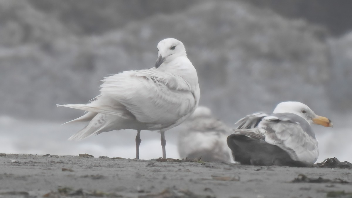 Glaucous-winged Gull - ML579635951