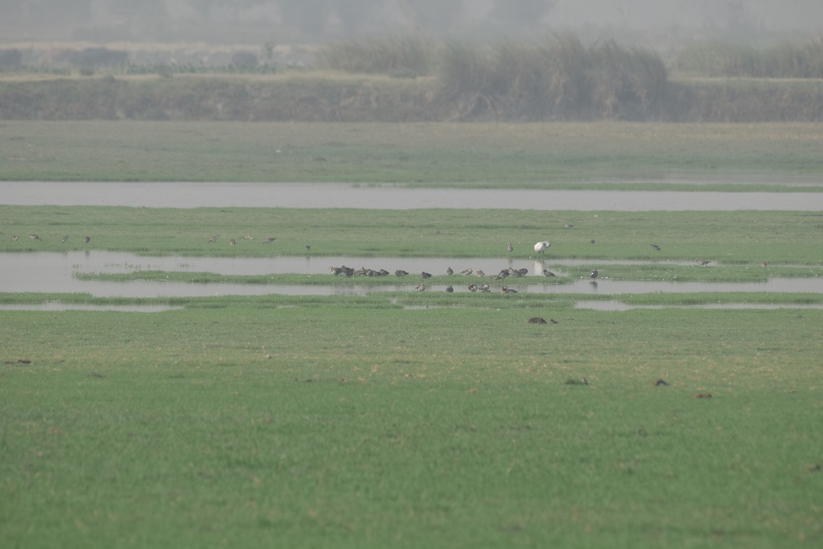 Garganey - ML57963611